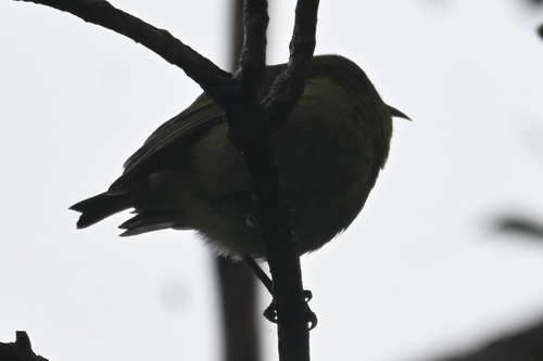 Chlorodrepanis virens observed 2026-09-06
