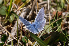 Polyommatus icarus