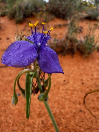 Tradescantia occidentalis, photograph 2