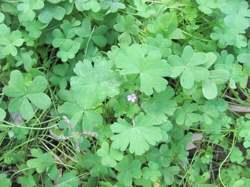 Roundleaf geranium (Geranium rotundifolium)