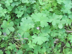 Geranium rotundifolium, photograph (c) zebedeugalinha, some rights reserved (CC BY)