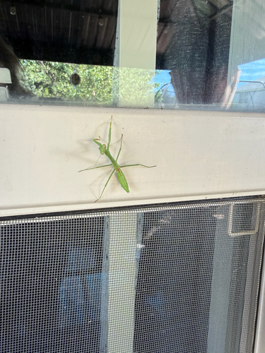 Carolina Mantis