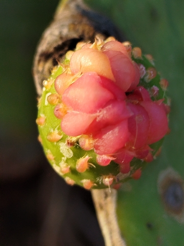 Tacinga inamoena
