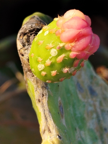 Tacinga inamoena, photograph 2