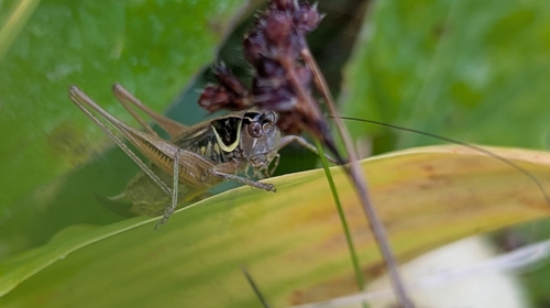 Roesel's Bush-cricket