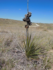 Yucca campestris
