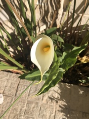 Zantedeschia