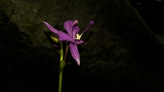 Spathoglottis plicata