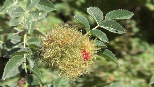 Mossy Rose Gall Wasp