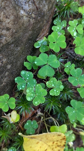 European wood-sorrel