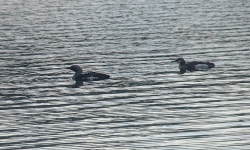 Arctic Loon