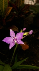 Spathoglottis plicata
