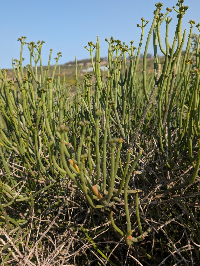 Euphorbia burmanni; photograph Jessica Utrup, CC BY, iNaturalist via GBIF