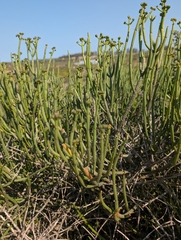 Euphorbia burmanni