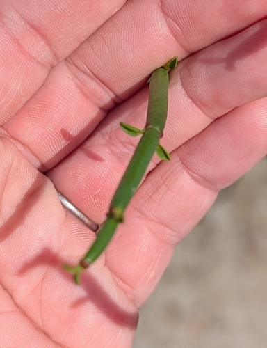 Euphorbia burmanni, photograph 1