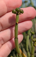 Jessica Utrup, CC BY, iNaturalist via GBIF Euphorbia burmanni, photograph Jessica Utrup, CC BY, iNaturalist via GBIF
