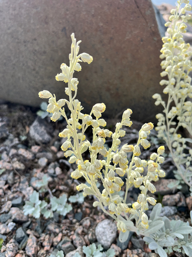 Hoary Mugwort