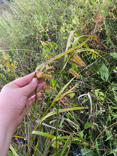 Carex comosa, photograph 2