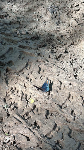 Red-spotted Admiral