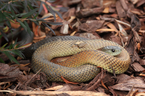Tiger Snake