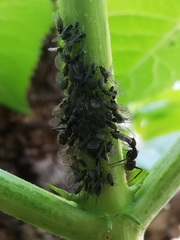 Aphis