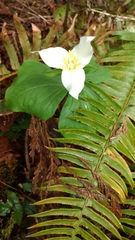 Trillium ovatum ovatum