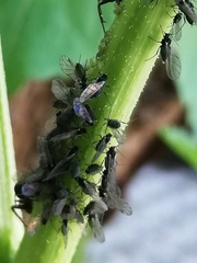 Aphis