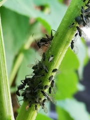 Aphis