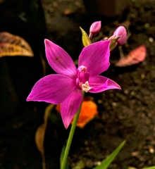 Spathoglottis plicata