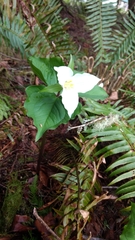 Trillium ovatum ovatum