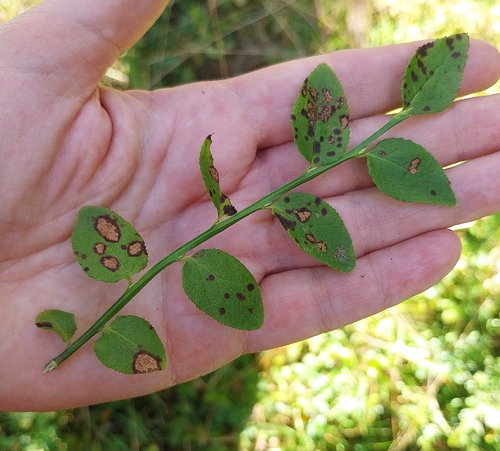 Valdensinia heterodoxa