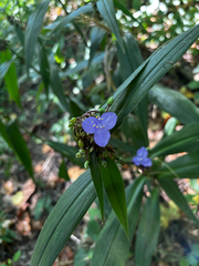 Tradescantia subaspera