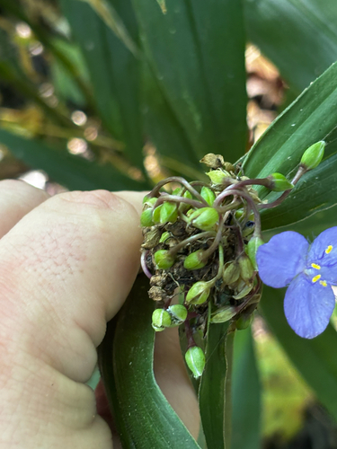 Tradescantia subaspera, photograph 3