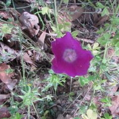 Callirhoe involucrata