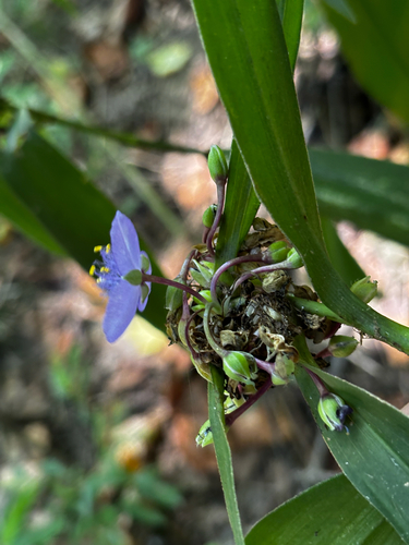 Tradescantia subaspera, photograph 2