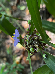Tradescantia subaspera, photograph (c) Chris Stahl, some rights reserved (CC BY)