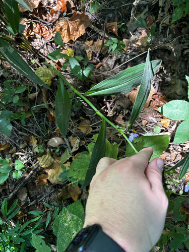 Tradescantia subaspera, photograph 5