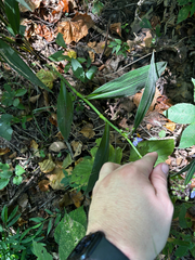 Tradescantia subaspera, photograph (c) Chris Stahl, some rights reserved (CC BY)