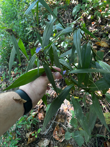 Tradescantia subaspera, photograph 4