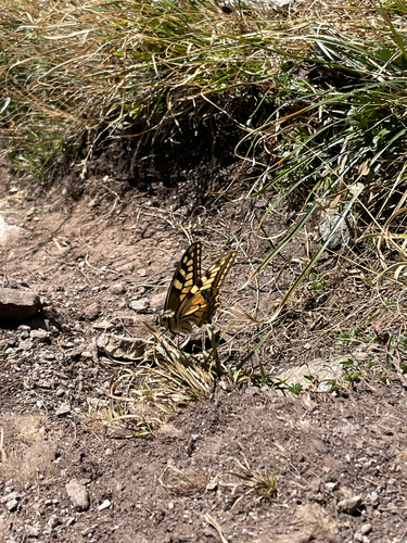Old World Swallowtail