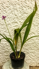 Spathoglottis plicata