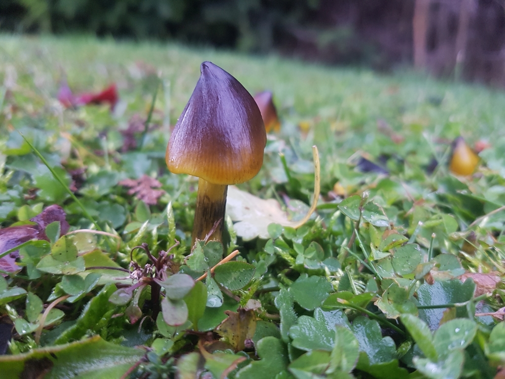 Hygrocybe conica