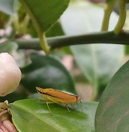 Acrogonia flammeicolor