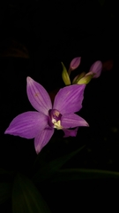 Spathoglottis plicata