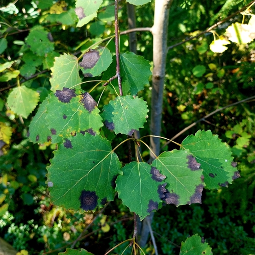 Titaeosporina tremulae