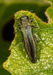 Agrilus viridis