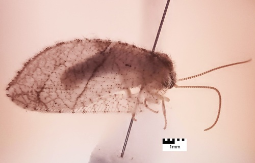 Crisopa Parda