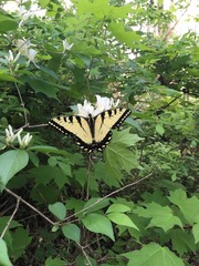 Papilio appalachiensis