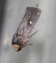 Proteuxoa testaceicollis