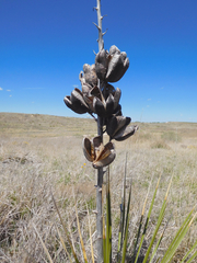 Yucca campestris